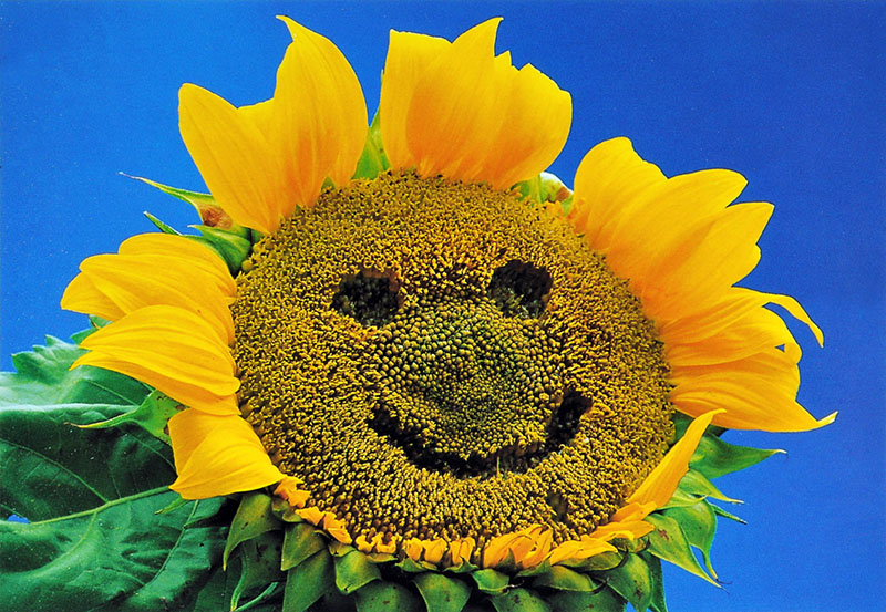Blumen & Blten